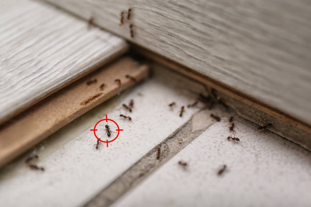 Best Affordable Pest Control Services  in Three Forks, MT