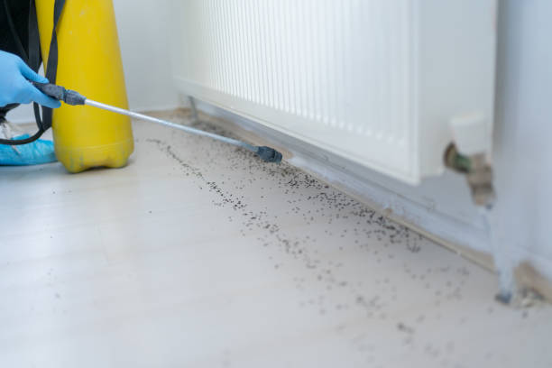 Best Affordable Pest Control Services  in Three Forks, MT