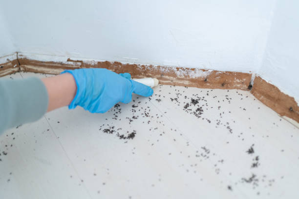 Wildlife Control Services in Three Forks, MT